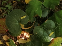 Asarum europaeum