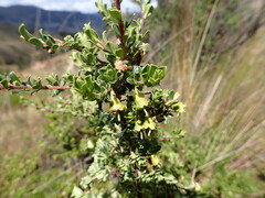 Escallonia myrtilloides