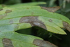Ramularia heraclei - Photo (c) bjoerns, algunos derechos reservados (CC BY-SA), subido por bjoerns