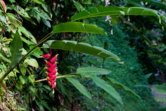 Heliconia rostrata