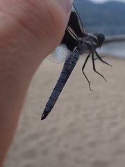 Libellula forensis