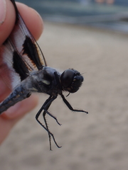 Libellula forensis