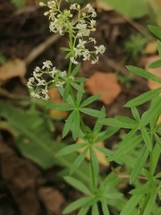Galium mollugo