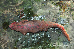 Paramesotriton hongkongensis