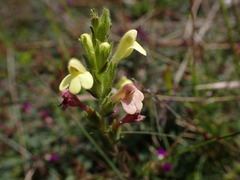 Neobartsia