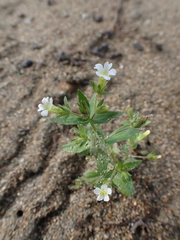 Gratiola