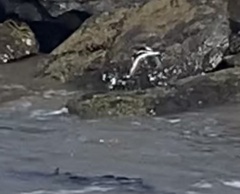 Arenaria melanocephala