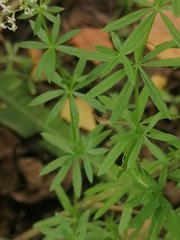 Galium mollugo