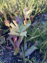 Lachenalia orchioides