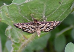 Hileithia magualis