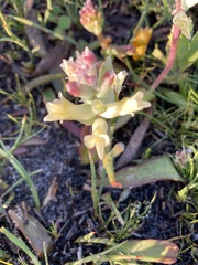 Lachenalia orchioides