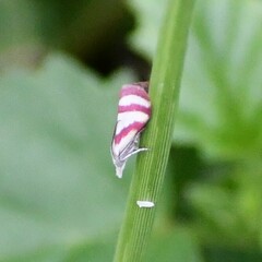 Microtheoris vibicalis