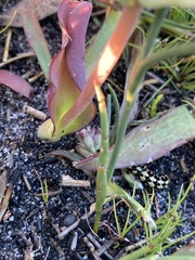 Lachenalia orchioides
