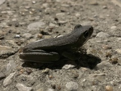Hyla