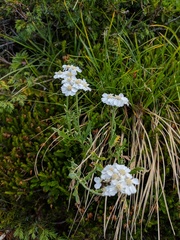Achillea clavennae