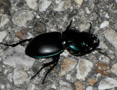 Pasimachus elongatus