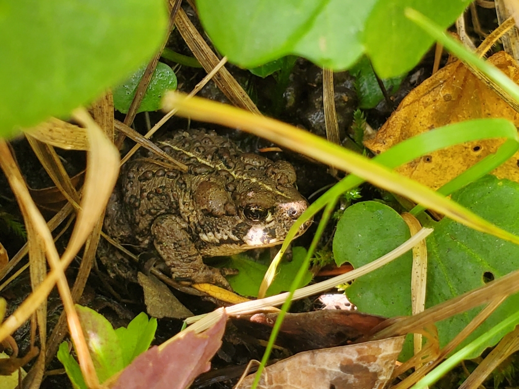 Boreal Toad in September 2022 by bob_moss · iNaturalist