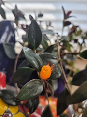 Nematanthus gregarius