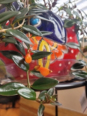 Nematanthus gregarius