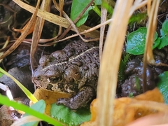 Anaxyrus boreas boreas