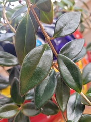 Nematanthus gregarius