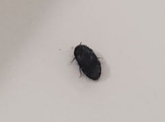 Dermestidae