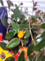 Nematanthus gregarius