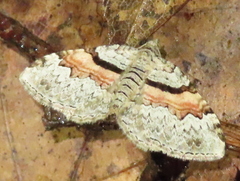 Xanthorhoe packardata