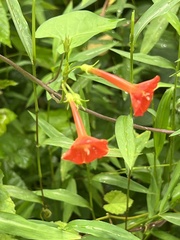 Ipomoea coccinea