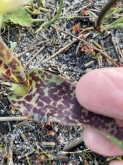 Lachenalia orchioides