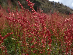 Rumex acetosella