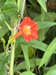 Ipomoea coccinea
