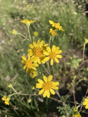 Hymenothrix dissecta