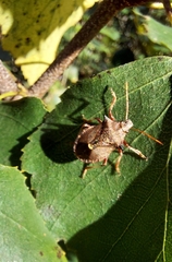 Picromerus bidens