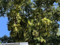 Epipremnum aureum