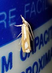 Catoptria latiradiellus