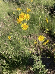 Hymenothrix dissecta