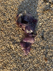 Chondracanthus exasperatus