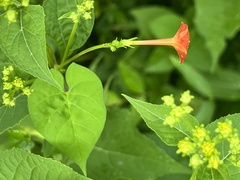 Ipomoea coccinea