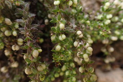 Galium hypocarpium