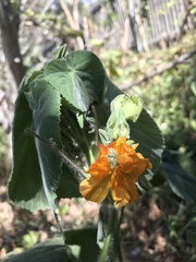 Abutilon grandifolium