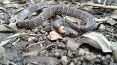 Pareas margaritophorus