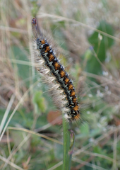 Malacosoma constricta
