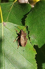Picromerus bidens