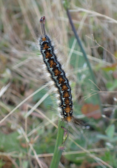 Malacosoma constricta