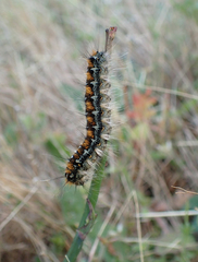 Malacosoma constricta