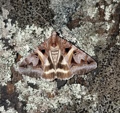 Drasteria grandirena