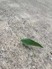 Tettigoniidae