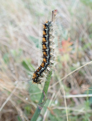 Malacosoma constricta