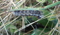 Malacosoma constricta